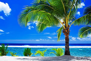 Tropical Paradise Beach With Palm Tree And Turquoise Ocean HD wallpaper