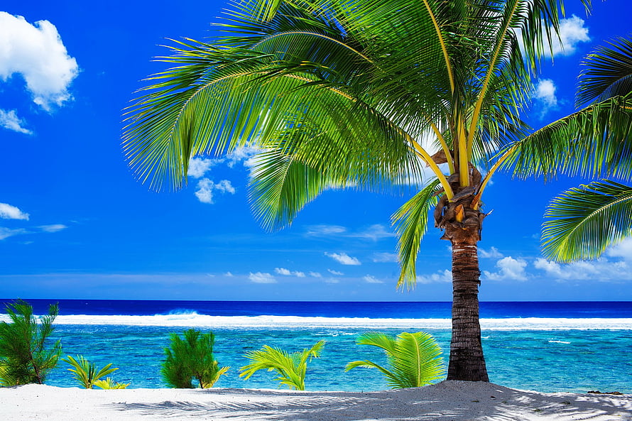 Tropical Paradise Beach With Palm Tree And Turquoise Ocean HD wallpaper
