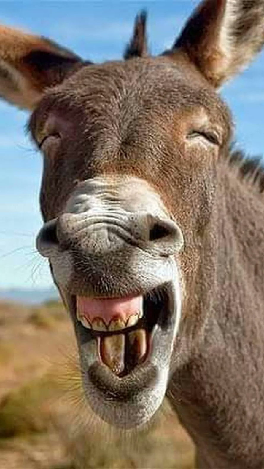 Close-up portrait of a smiling donkey with mouth open against a blue sky HD phone wallpaper