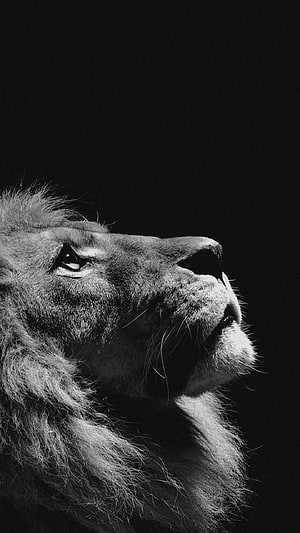 Majestic Black And White Lion Portrait With Dramatic Lighting HD phone wallpaper