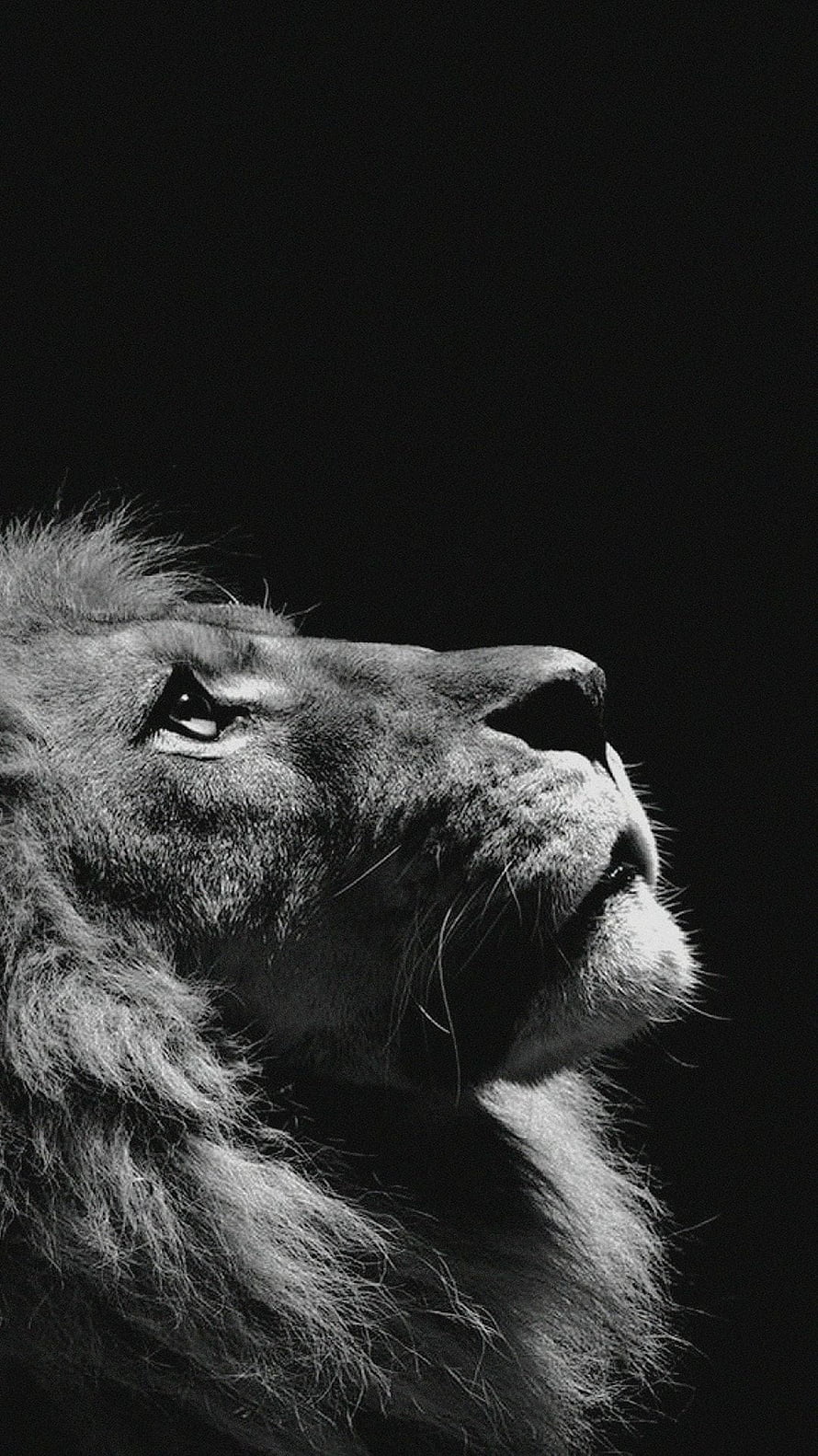 Majestic Black And White Lion Portrait With Dramatic Lighting HD phone wallpaper