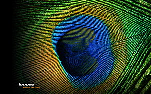 Lenovo Peacock Feather Macro Wallpaper with Iridescent Blue and Green Patterns HD wallpaper