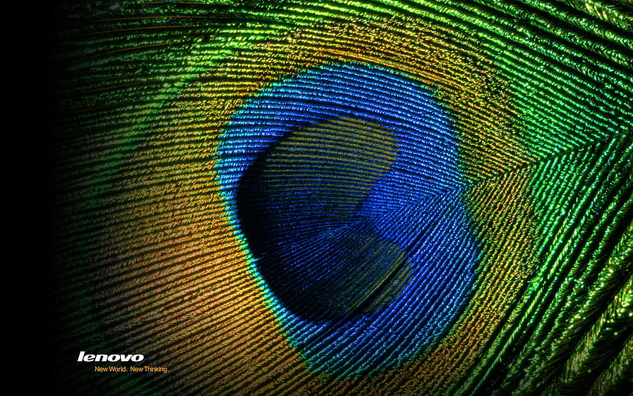 Lenovo Peacock Feather Macro Wallpaper with Iridescent Blue and Green Patterns HD wallpaper