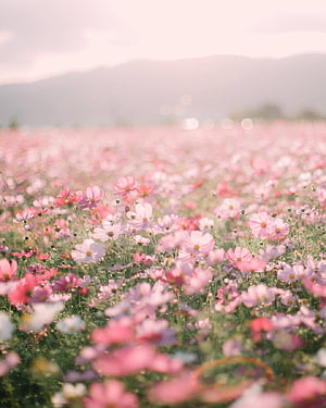 Dreamy Pink Cosmos Flower Field With Soft Hazy Mountain Background HD phone wallpaper