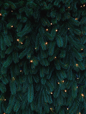 Close-up of dark green pine branches with warm glowing fairy lights for a cozy holiday atmosphere HD phone wallpaper