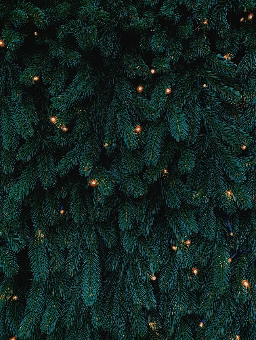 Close-up of dark green pine branches with warm glowing fairy lights for a cozy holiday atmosphere HD phone wallpaper