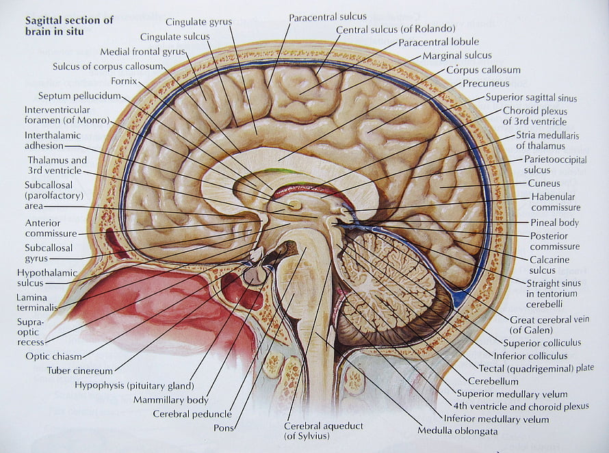 Sagittal Section of Human Brain Anatomy Diagram with Labeled Structures, Brain Anatomy, Brain Medical HD wallpaper