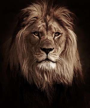 Majestic Male Lion Portrait with Full Mane in Dramatic Sepia Tones HD phone wallpaper
