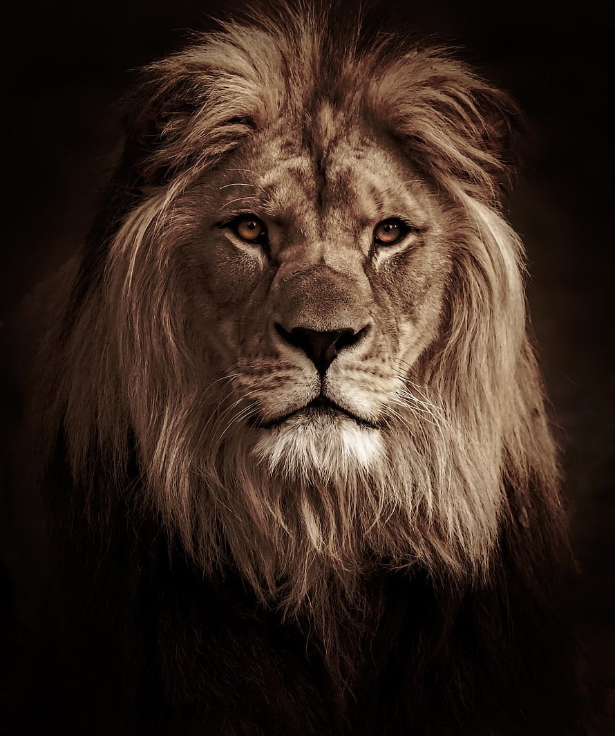 Majestic Male Lion Portrait with Full Mane in Dramatic Sepia Tones HD phone wallpaper