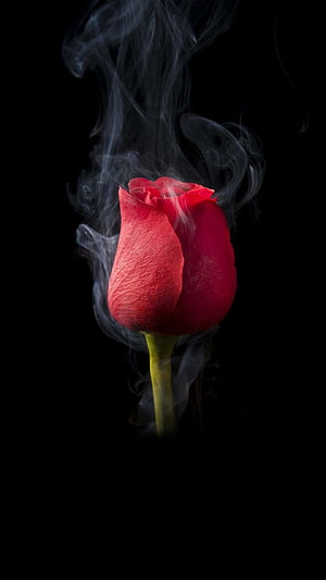 Red Rose Enveloped in Swirling Smoke Against a Black Background HD phone wallpaper