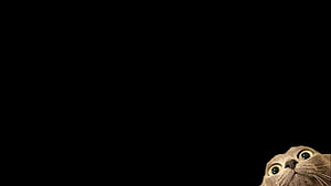 Minimalist Grey Cat Peeking From Bottom Corner Against Black Background HD wallpaper