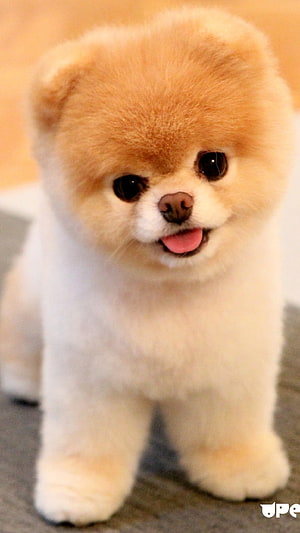 Fluffy Pomeranian Puppy With Tongue Out And Big Dark Eyes HD phone wallpaper