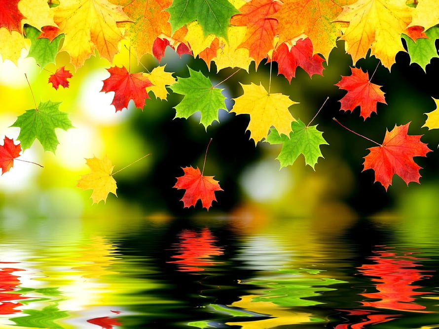 Vibrant Autumn Maple Leaves Falling Over a Calm Reflective Pond HD wallpaper