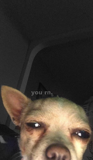 Funny Chihuahua Dog Meme Close-Up with Text Overlay for Phone Lockscreen HD phone wallpaper
