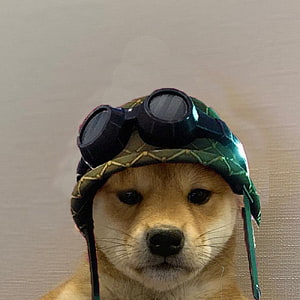 Shiba Inu Wearing Vintage Aviator Goggles and Green Leather Cap HD phone wallpaper