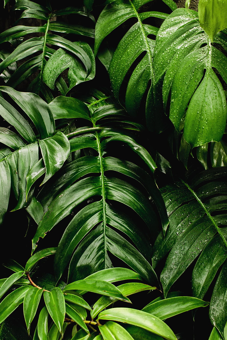 Lush Monstera Leaves with Water Droplets in Dark Tropical Setting HD phone wallpaper