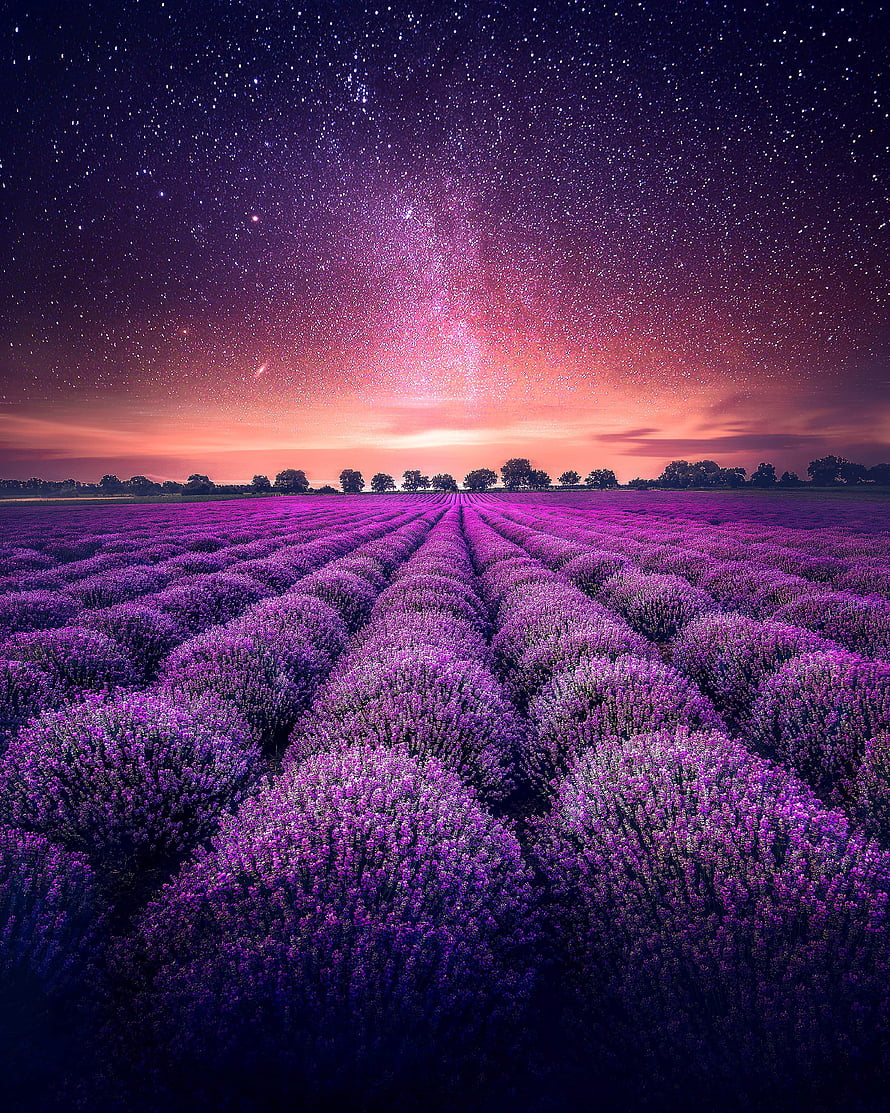 Starry Night Sky Over Purple Lavender Field Rows HD phone wallpaper