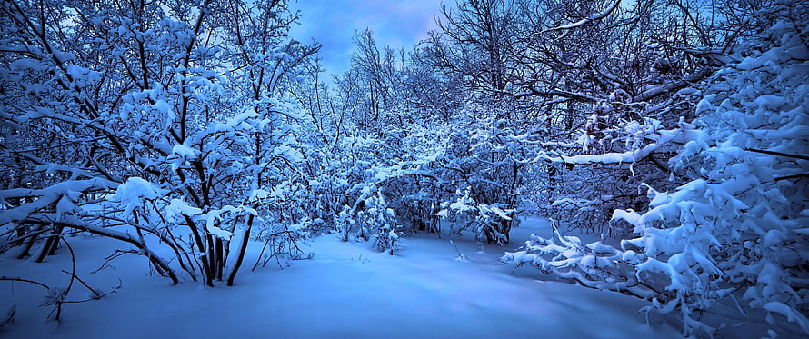 Serene Snow-Covered Forest Path at Dusk with Blue Tinted Winter Landscape HD wallpaper