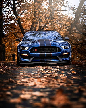 Blue Ford Mustang Shelby GT350R with racing stripes parked on an autumn forest road HD phone wallpaper