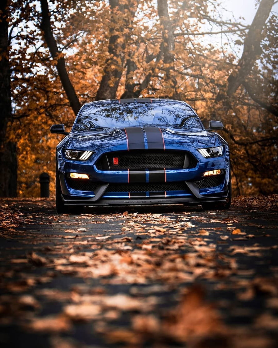 Blue Ford Mustang Shelby GT350R with racing stripes parked on an autumn forest road HD phone wallpaper