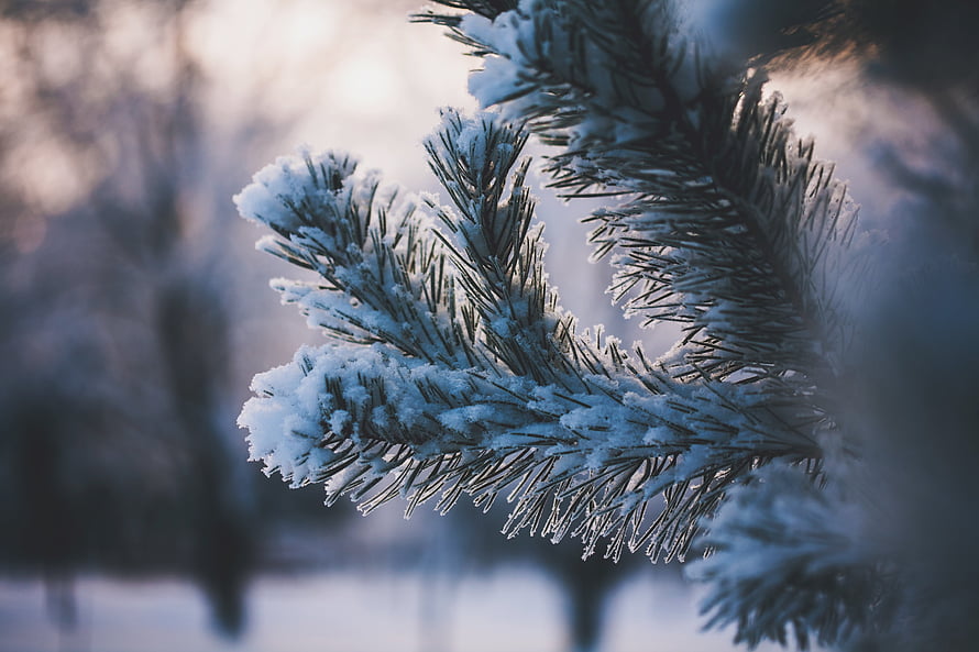 Snow-Laden Pine Branches in a Serene Winter Forest Landscape HD wallpaper