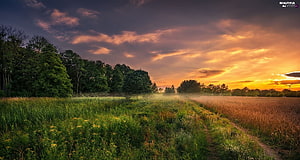Misty Meadow at Sunrise with Golden Sky and Lush Green Fields HD wallpaper