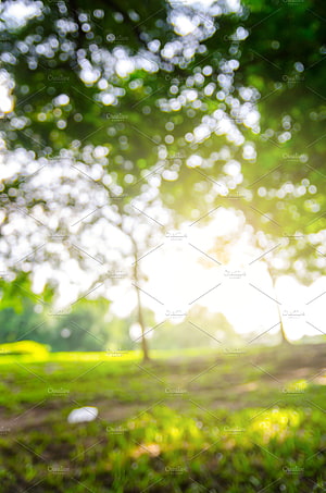 Soft Focus Green Forest Background With Sunlight Bokeh HD phone wallpaper