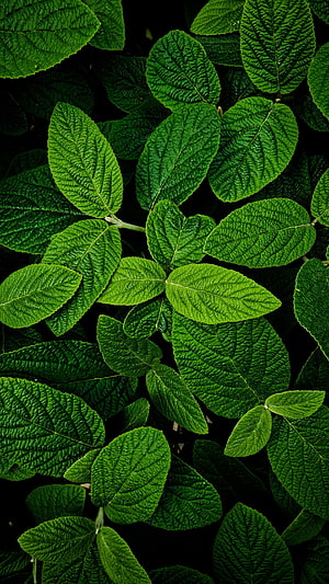 Vibrant Green Leaves With Intricate Vein Textures On Dark Background HD phone wallpaper