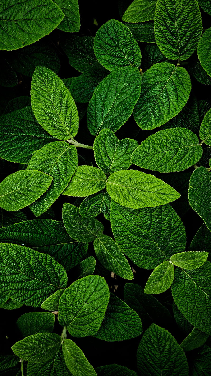 Vibrant Green Leaves With Intricate Vein Textures On Dark Background HD phone wallpaper