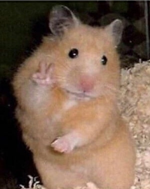 Cute Golden Hamster Standing Up and Waving Paw in Bedding HD phone wallpaper
