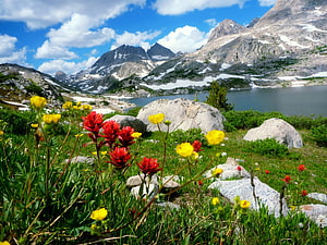 Vibrant Indian Paintbrush and Yellow Wildflowers in Alpine Meadow with Snowy Mountains HD wallpaper