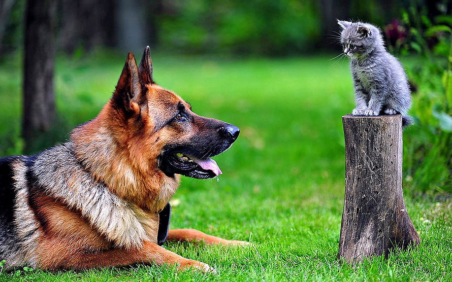 German Shepherd Dog and Gray Kitten Interacting in a Green Garden, Animals, Grass, Kitty, Kitten, Dog, German Shepherd HD wallpaper