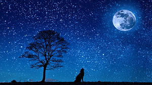 Silhouette of a howling wolf and bare tree beneath a full moon and starry night sky HD wallpaper