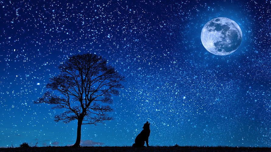 Silhouette of a howling wolf and bare tree beneath a full moon and starry night sky HD wallpaper
