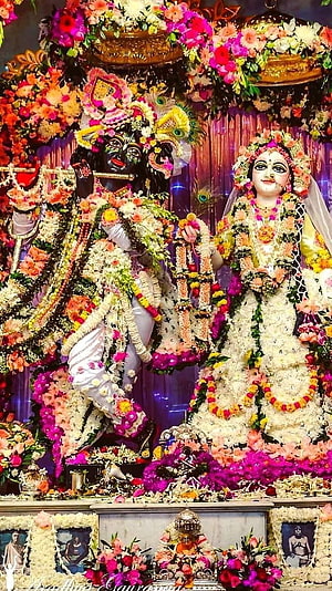 Radha Krishna Deities Adorned in Vibrant Floral Garlands and Jewels HD phone wallpaper