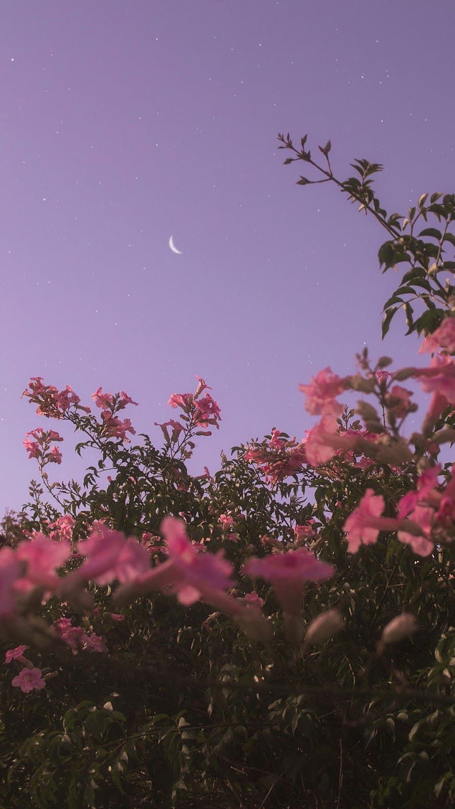 Pink Crape Myrtle Blooms Framing a Crescent Moon in a Starry Twilight Sky HD phone wallpaper