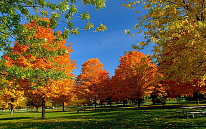 Vibrant autumn foliage in a sunlit park with orange and yellow trees under a clear blue sky HD wallpaper