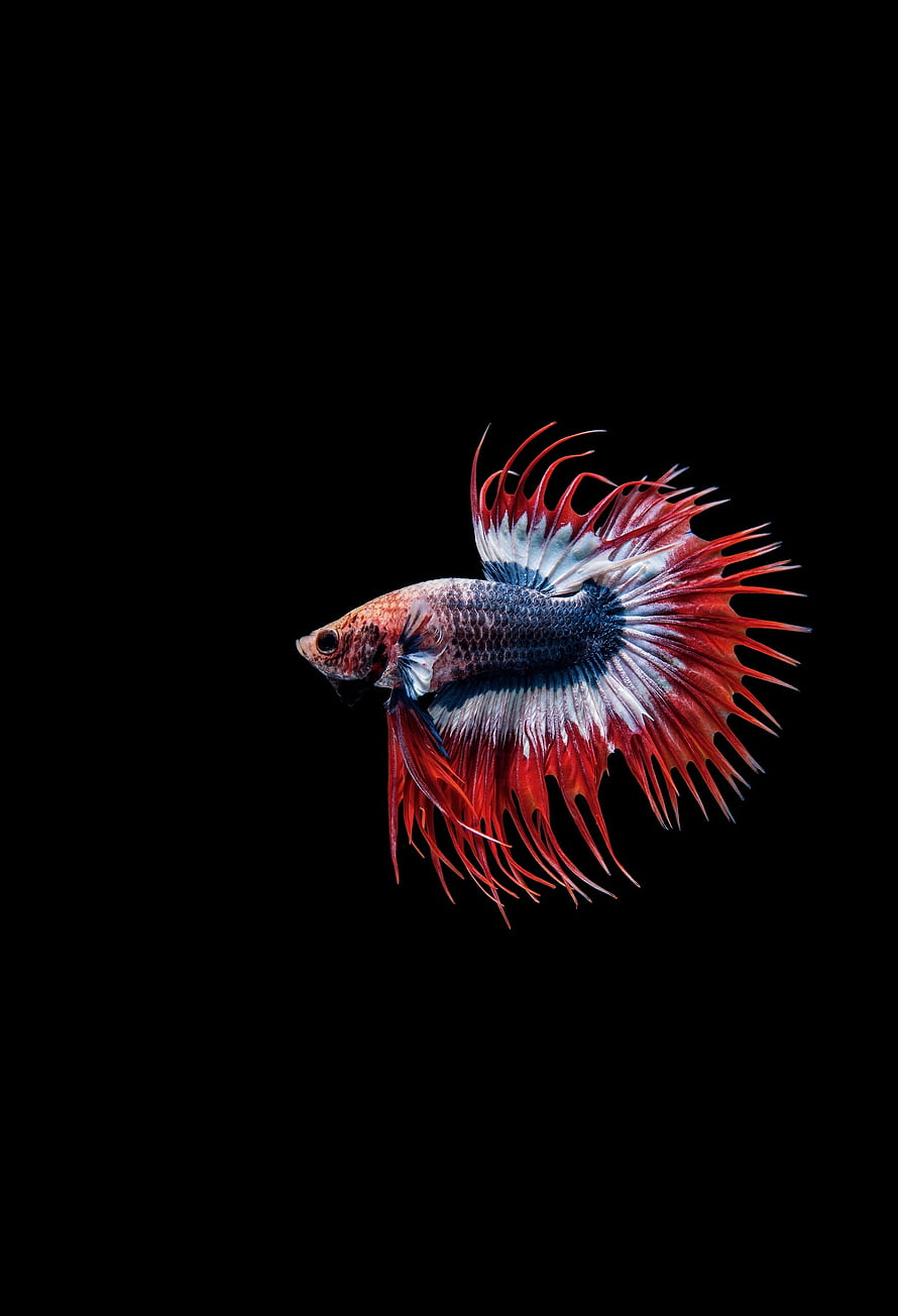 Vibrant Siamese Fighting Fish with Flowing Red and Blue Fins on Black Background HD phone wallpaper