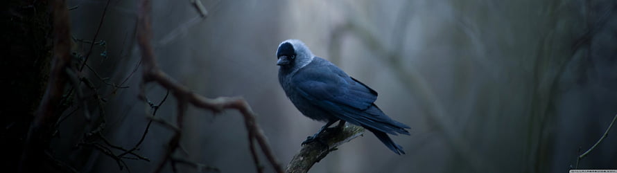 Dark Forest Ranger Bird Perched on Branch in Misty Woodland HD wallpaper