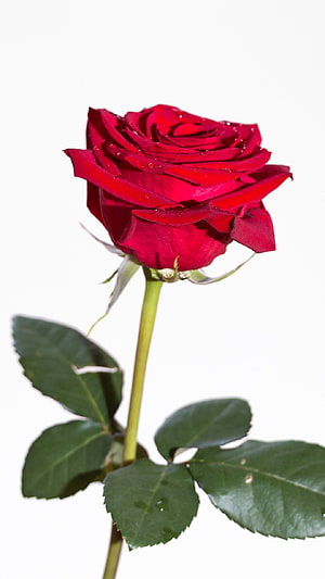 Single red rose with water droplets on petals and green leaves against a white background HD phone wallpaper