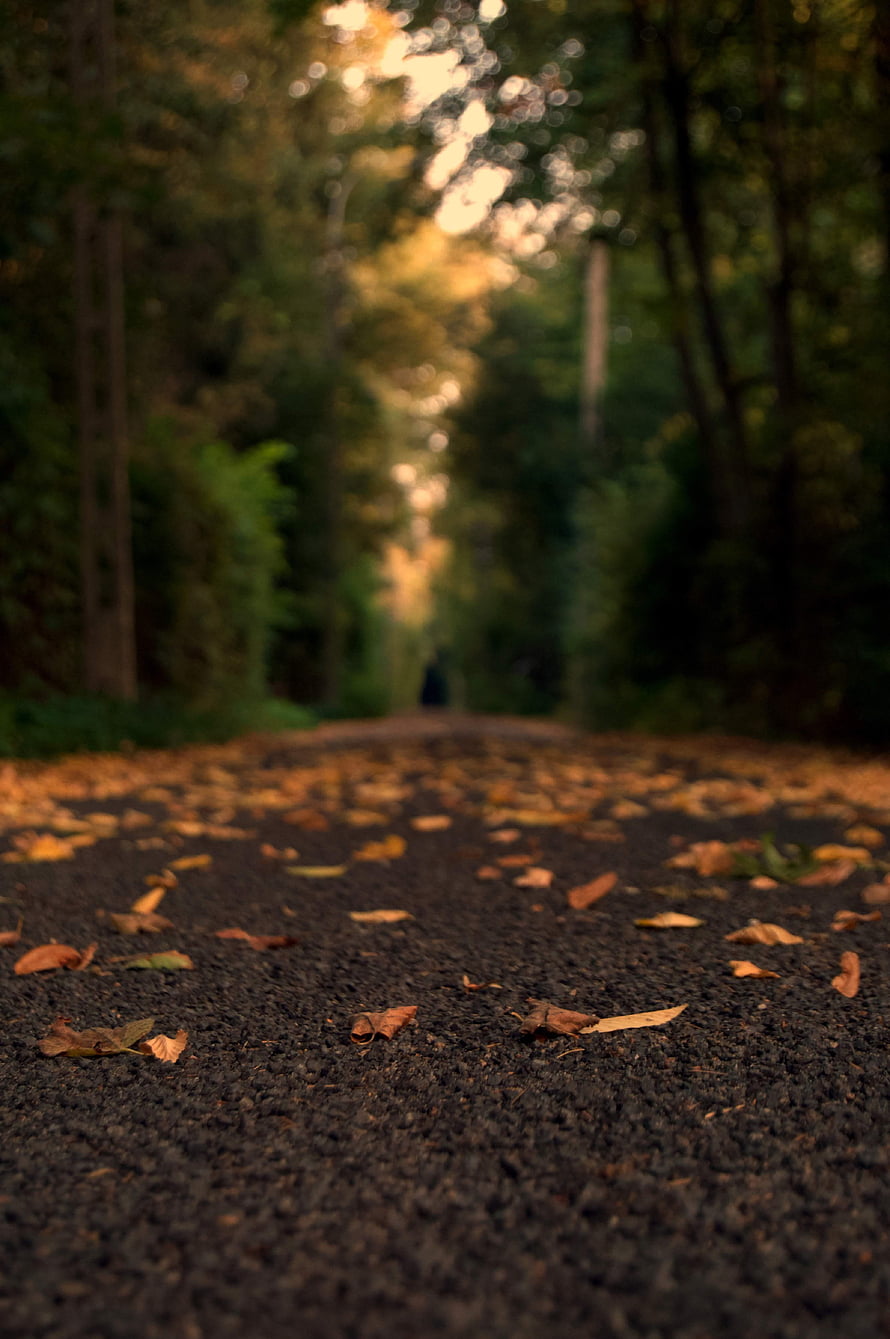 Autumn Forest Path With Fallen Leaves And Golden Sunlight HD phone wallpaper
