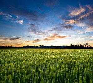 Vast Green Wheat Field Under a Dramatic Sunset Sky with Distant Mountains HD wallpaper