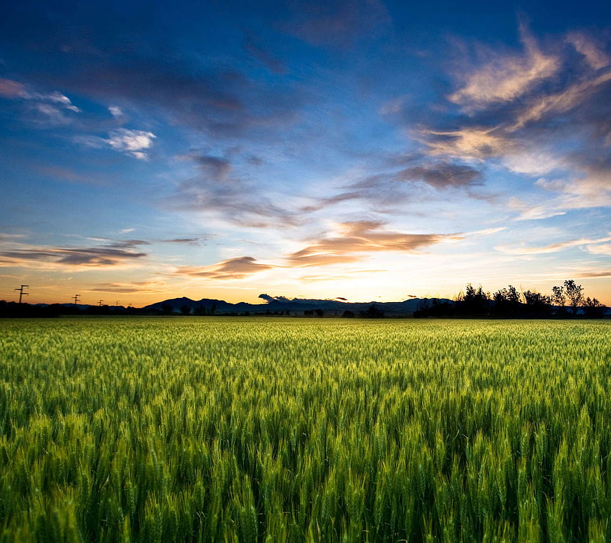 Vast Green Wheat Field Under a Dramatic Sunset Sky with Distant Mountains HD wallpaper