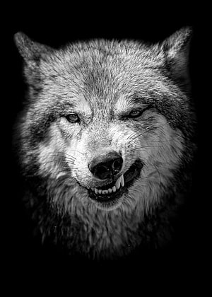 Intense Black and White Wolf Portrait with Bared Teeth on Dark Background HD phone wallpaper