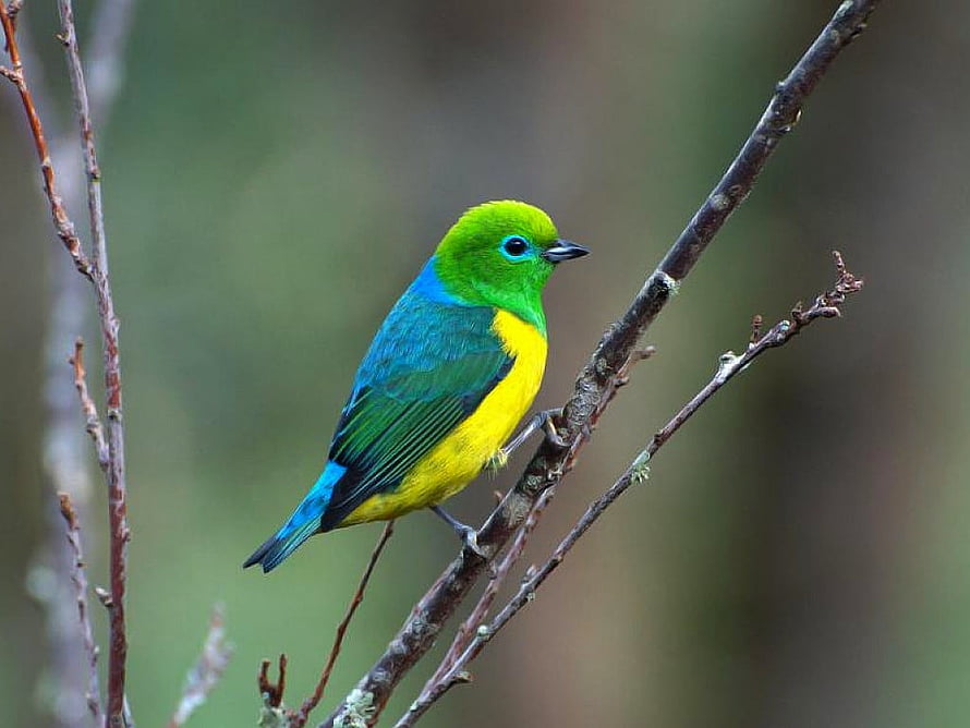 Vibrant Green and Yellow Bird Perched on a Branch in a Natural Setting HD wallpaper