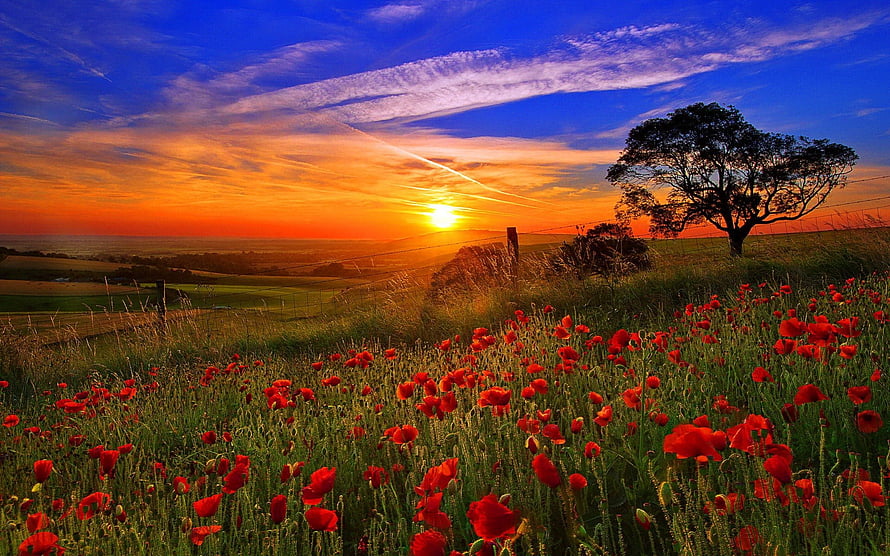 Vibrant red poppy meadow at sunset with a lone tree and rolling hills under a dramatic sky HD wallpaper