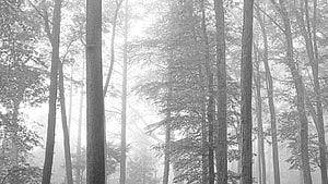 Misty Forest Scene with Tall Trees and Soft Diffused Light HD wallpaper