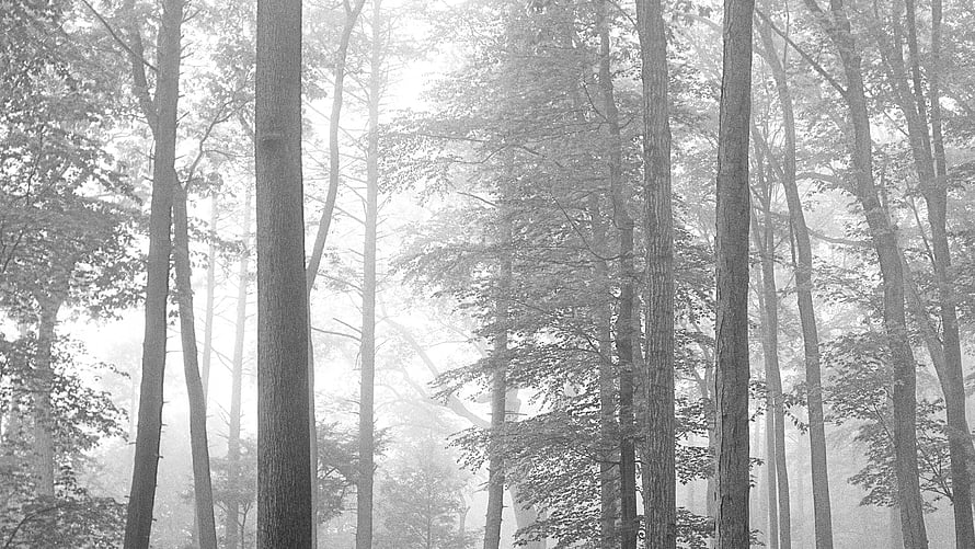 Misty Forest Scene with Tall Trees and Soft Diffused Light HD wallpaper