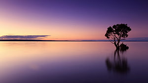 Serene Purple Sunset Over Calm Lake With Solitary Tree Silhouette HD wallpaper