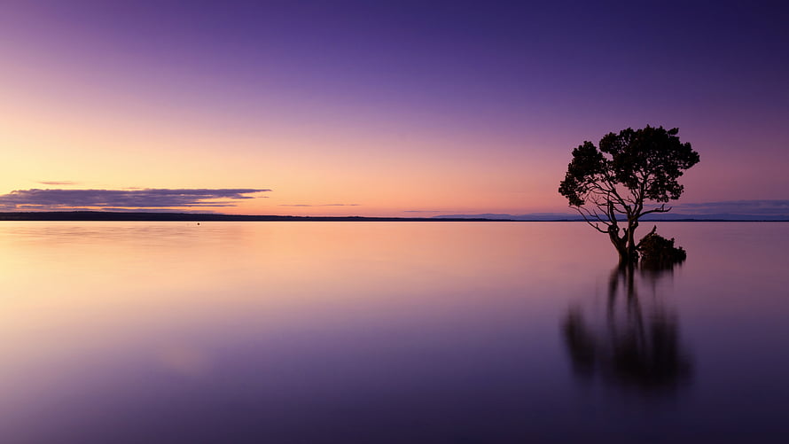 Serene Purple Sunset Over Calm Lake With Solitary Tree Silhouette HD wallpaper
